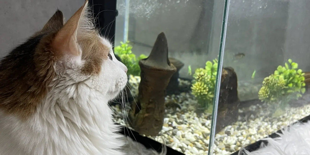 Привет из жизни, за которую она боролась. Сакура-Милка и её чудесная семья!