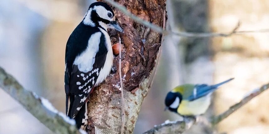    Алёна Бобрович