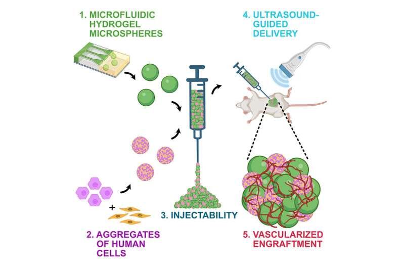    Клетки печени вместе с микросферами гидрогеля ввели мышам в жировую ткань живота с помощью шприца / © Автор неизвестен, Bhatia Lab