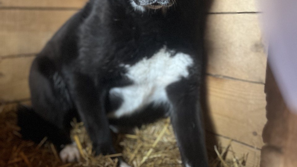 Бывает ли у собак семья из себе подобных?