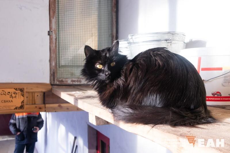    Черная кошка