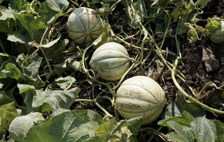 Фото pixabay/photosforyou