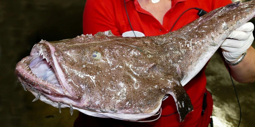 Черный живоглот: Абсолютный хищник бездны