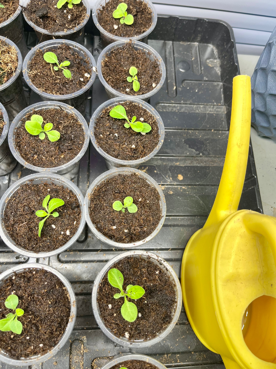 Петуния Мамба