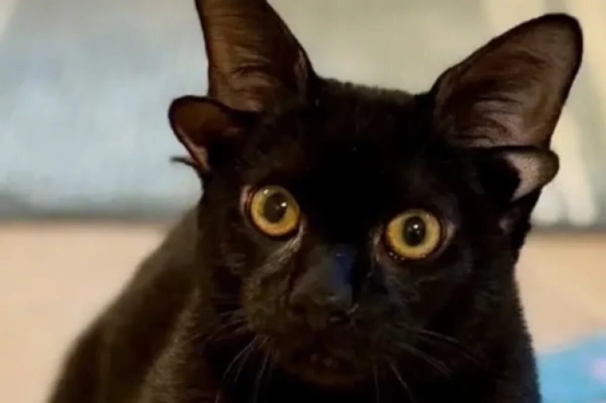    Редкий кот с четырьмя ушами набрал тысячи подписчиков в соцсетях