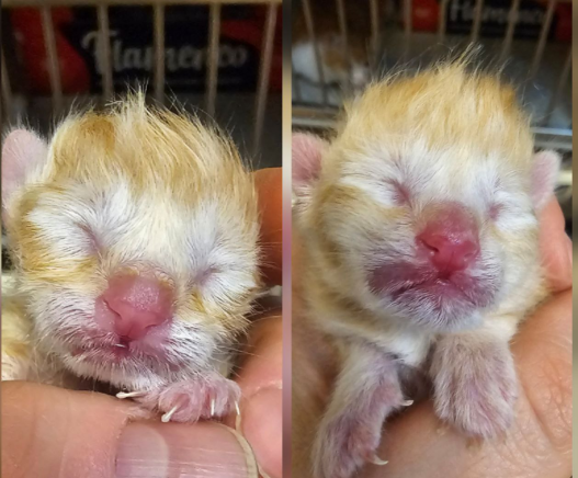 Приют кошек доедает последние крохи...СОС! Помогите избежать голод!