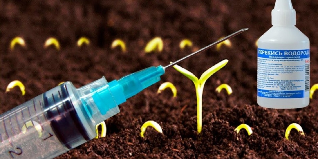 Как опытные огородники используют перекись водорода для получения отменной рассады.
