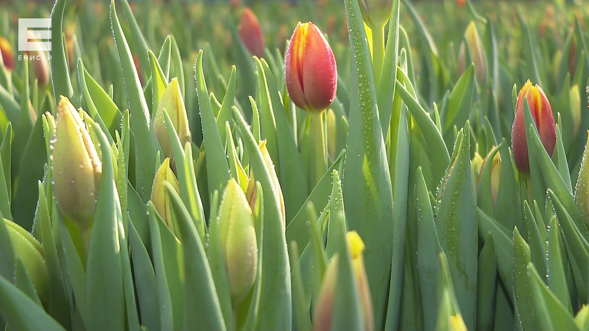     Краснояркам рассказали, как продлить жизнь подаренным тюльпанам