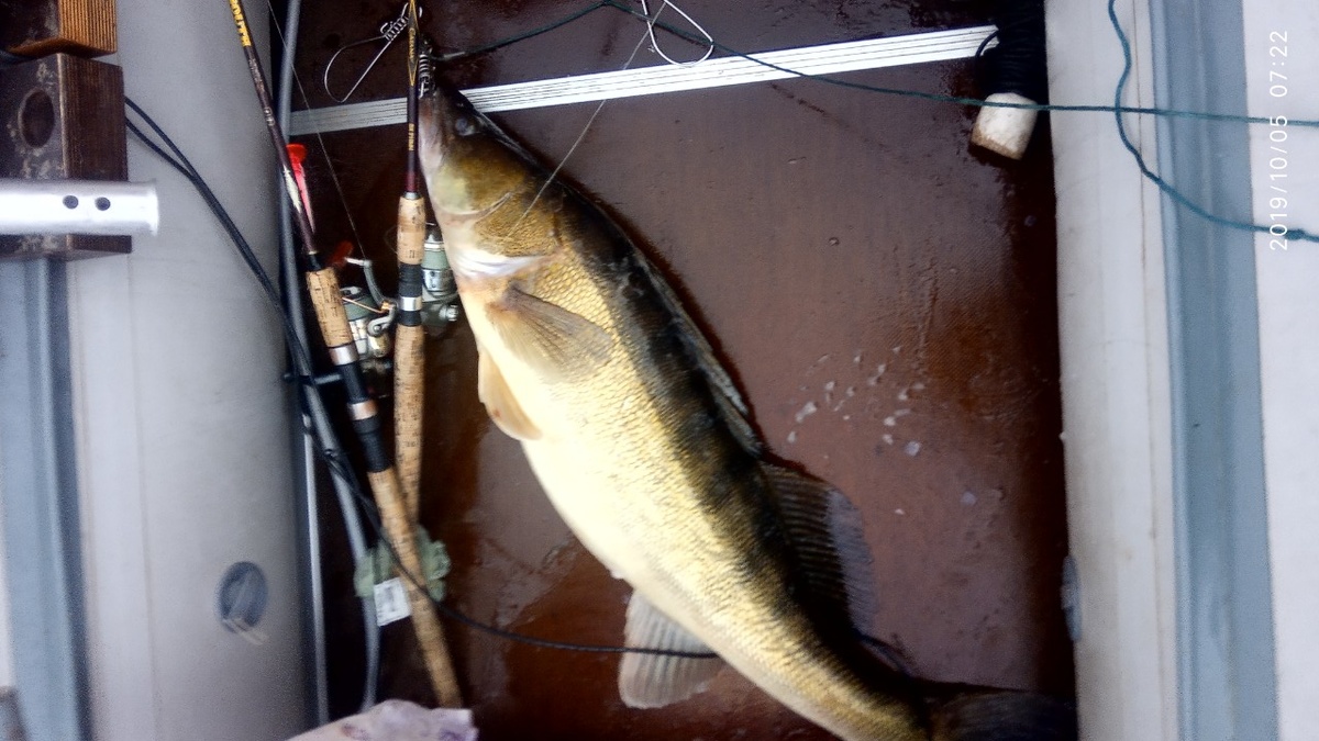 судак на 8 кг.