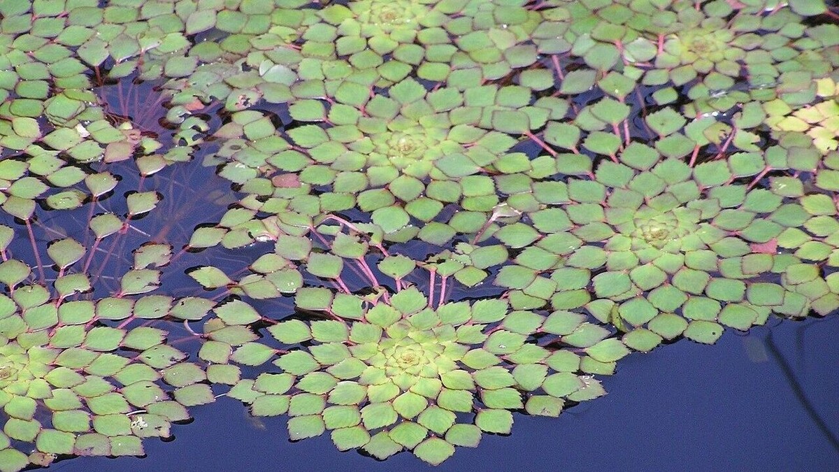    Ученый рассказал об уникальном водяной орехе, который сохранился в Дону Ростовской области   By Dasha — Flickr.com, по лицензии CC BY 2.0 / wikimedia.org