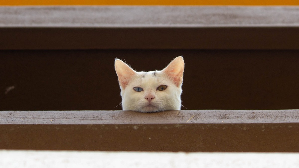    Тверские волонтеры регулярно сталкиваются с подобными случаями и всегда готовы прийти на помощь