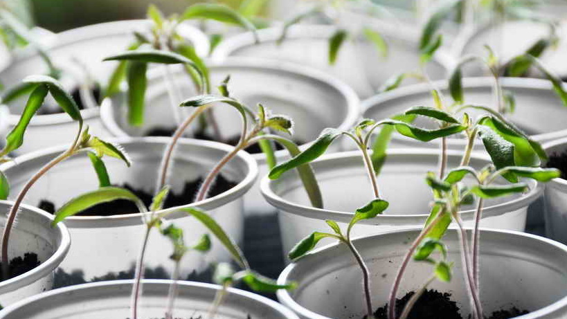 Утро первого дня — стебли тоньше спички, растения падают от собственного веса