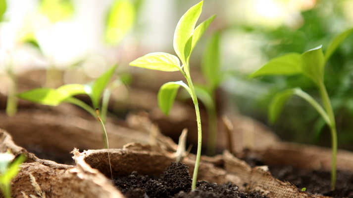 Первые сутки на балконе — рост вверх остановился, растения начали выравниваться