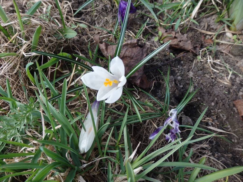  Крокус Жанна д'Арк