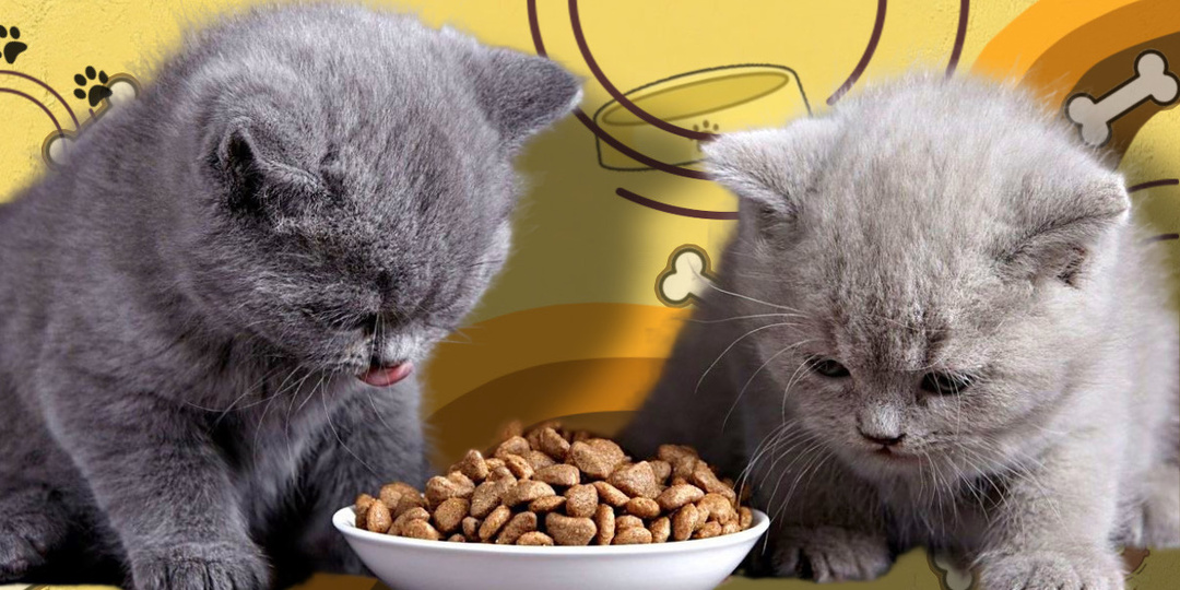Как правильно подобрать корм для котёнка: полное руководство для заботливого владельца