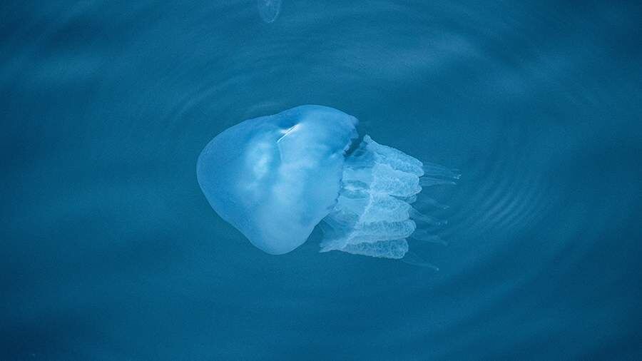    Фото: Global Look Press/Onur Dogman