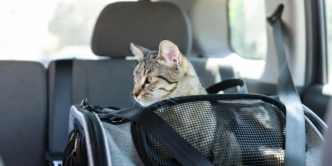 Взяли кошку в поездку на машине - и чуть не сошли с ума. Вот чему нас это научило
