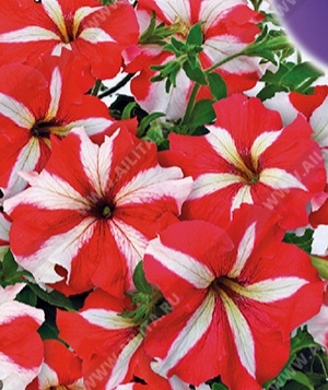 Сорта петуний с геном мужской стерильности