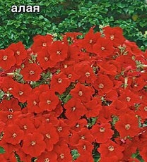 Джоконда алая F1