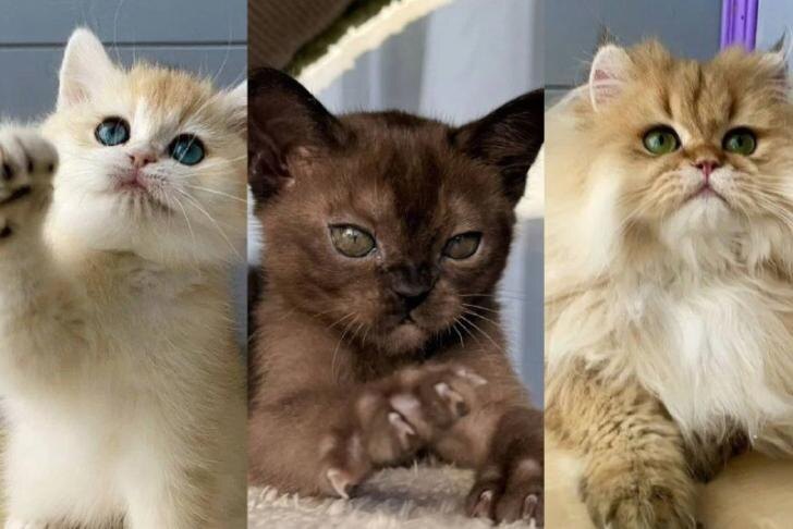    сайт объявлений