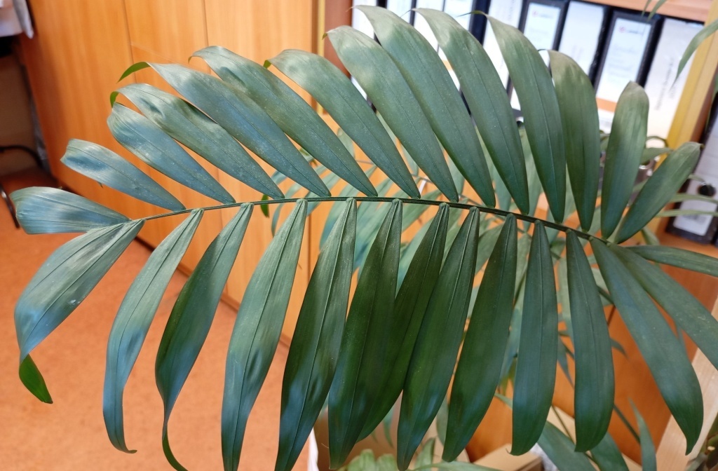  Лист хамедореи