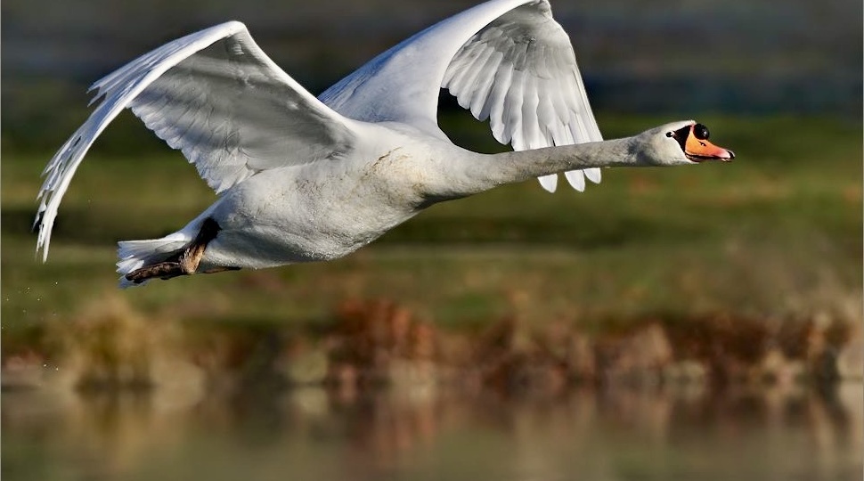 Танец с невидимыми силами: как лебедь приземляется на воду
