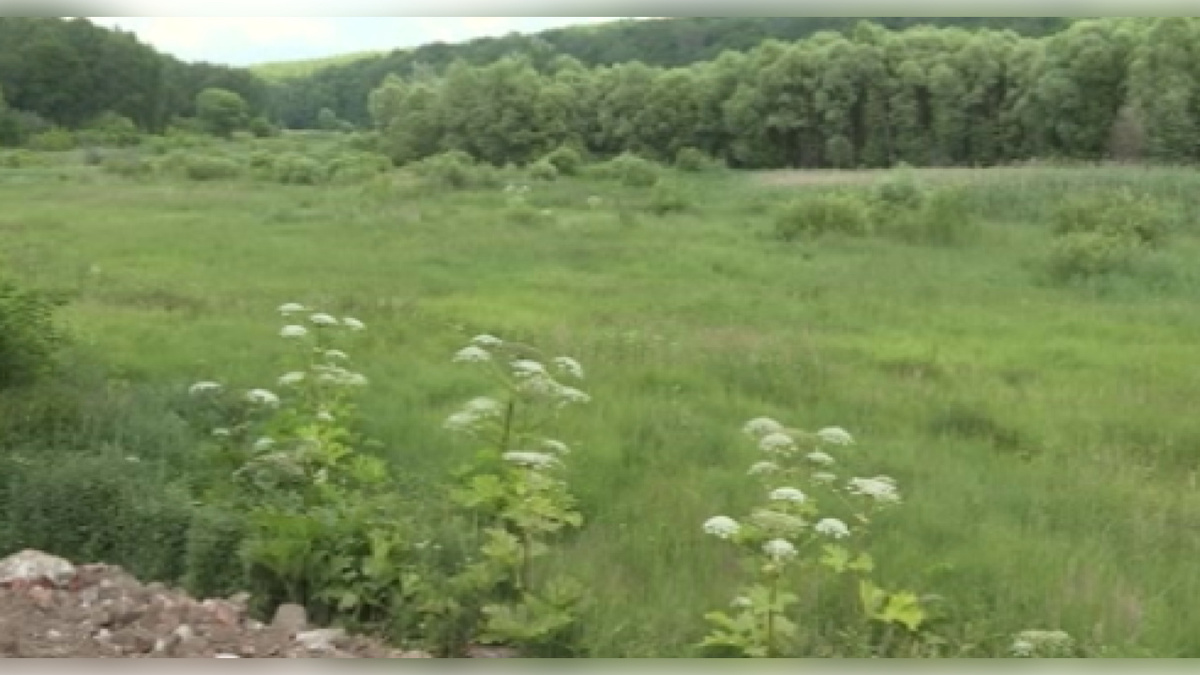    В Курске американский клён и борщевик Сосновского вне закона