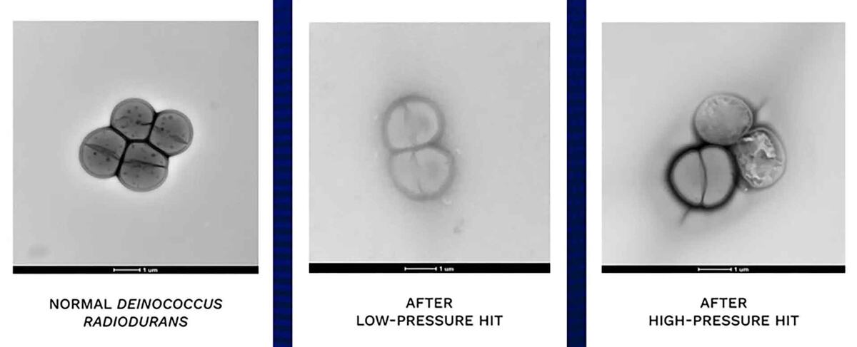 Бактерии до и после эксперимента / © Johns Hopkins University, zhao Et Al