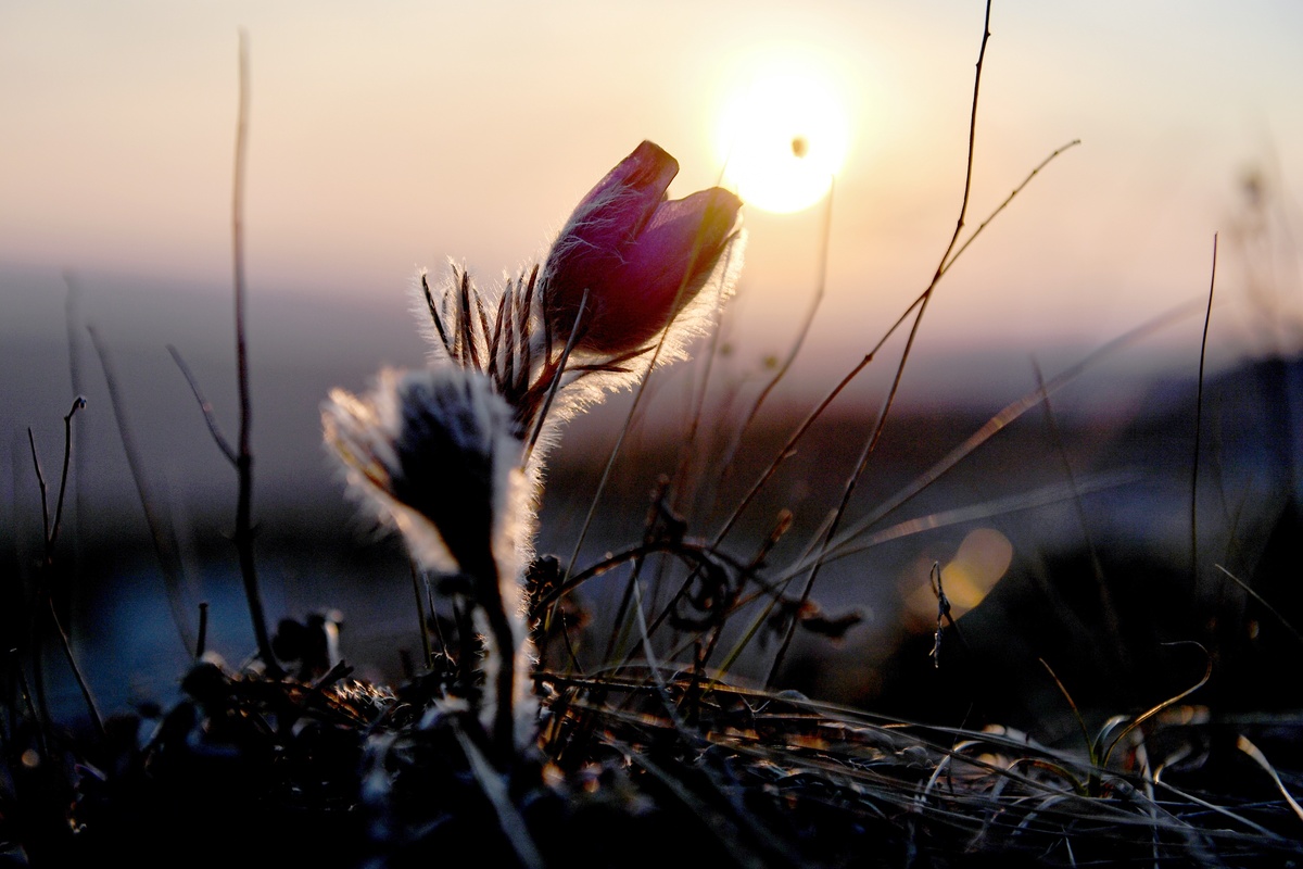    День весеннего равноденствия в 2026 году: какого числа, точное время и что это значит. / Константин Михальчевский/ РИА Новости