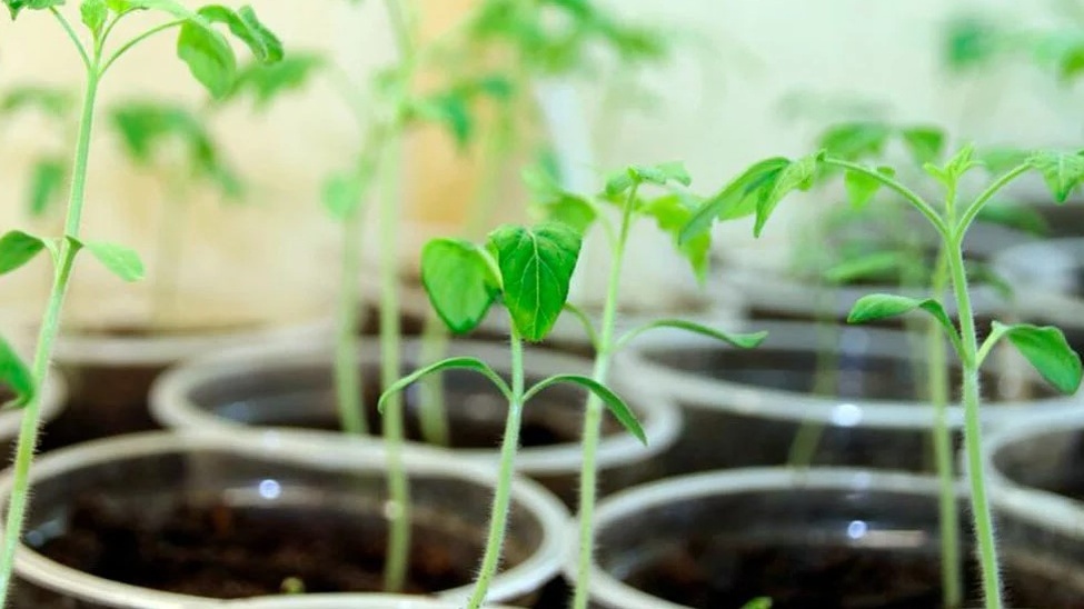 Моя рассада после двух недель под лампой — вытянулась на 15 см, стебель тонкий как нитка