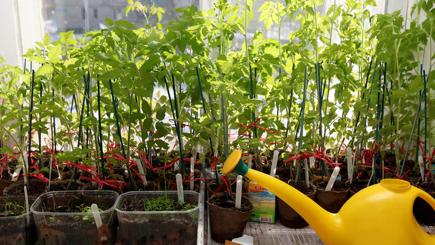 Грунт мокрый, значит растениям хорошо.