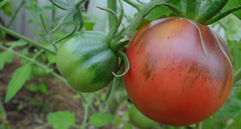    Автор фото - Анна Ефимова