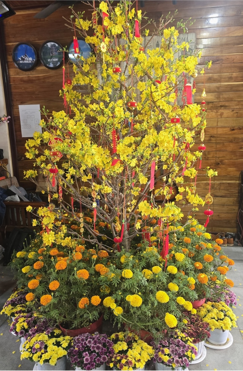 Мы так поняли, что кадку с деревом берут на прокат, потому что после праздника они все исчезли