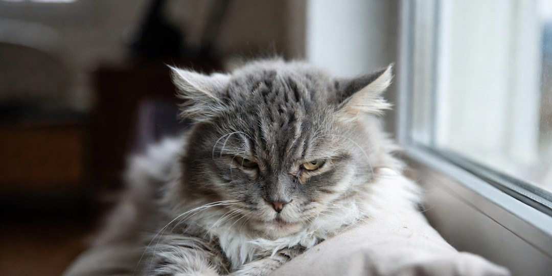 Коту больше 10 лет? Вот 7 вещей, которые сделают его старость счастливой
