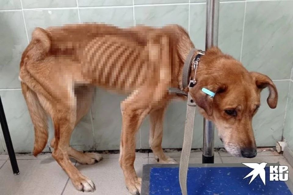    Животные были обессилевшими. Фото: читатель «КП»