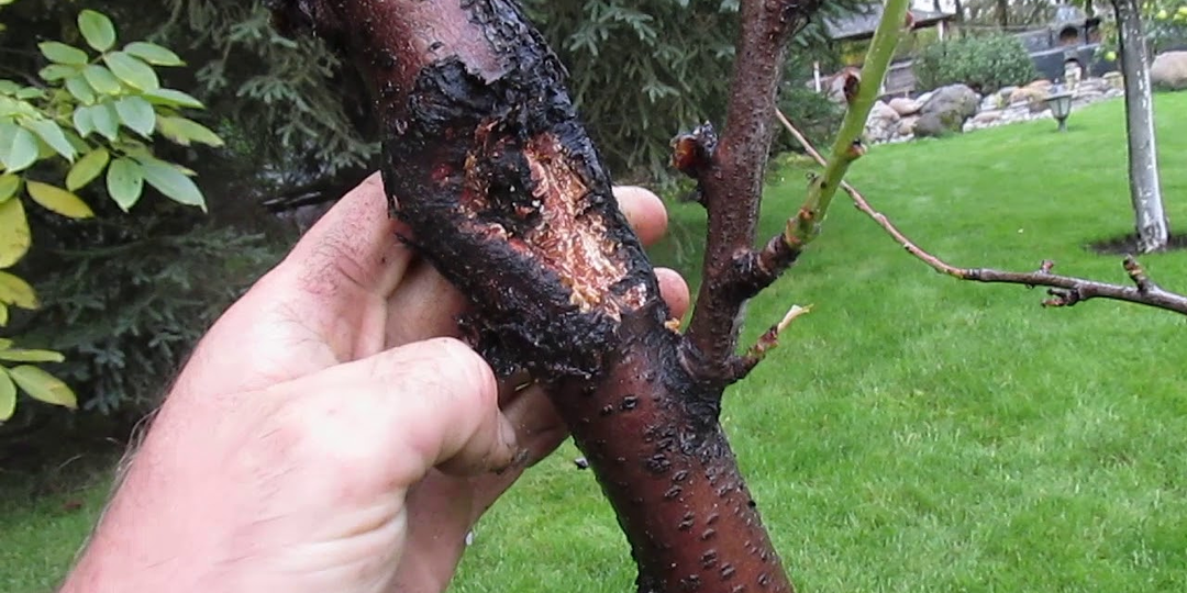 Как бороться с монилиозом, бактериальным раком и растрескиванием ветвей в саду 🌳🛡️