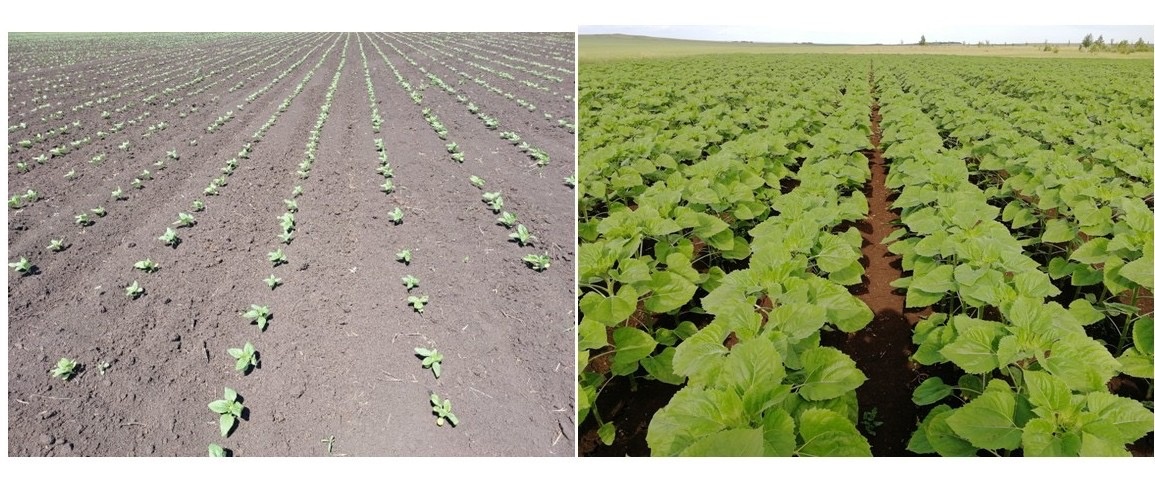 Посевы подсолнечника после разных предшественников (озимая пшеница)