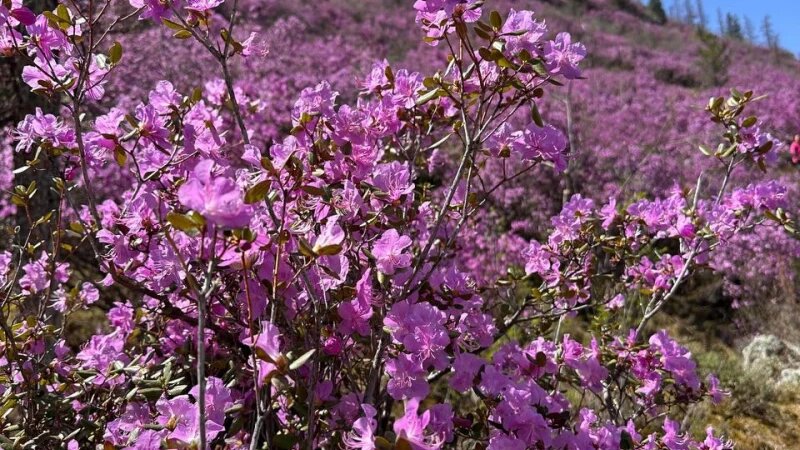     Цветение маральника Предоставлено altapress.ru