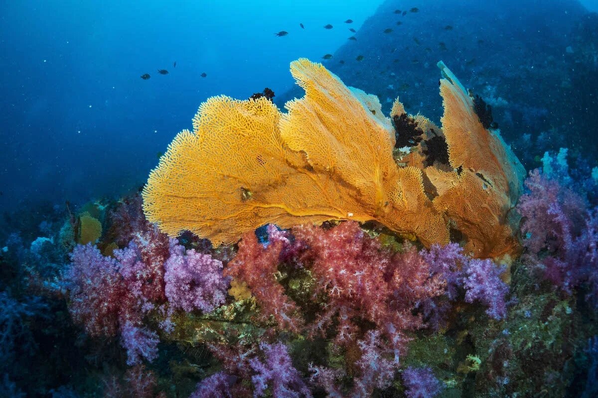    Таиланд заслуженно считается одним из лучших в мире направлений для дайвинга и снорклинга. Фото: сайт Туристического управления Таиланда (TAT)