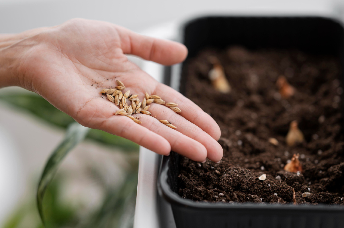 https://ru.freepik.com/free-photo/high-angle-woman-holding-seeds-planting-with-pot_12391881.htm#fromView=search&page=1&position=3&uuid=f1d1fc57-c056-4268-96a8-03705de24481&query=%D1%81%D0%B5%D0%BC%D0%B5%D0%BD%D0%B0