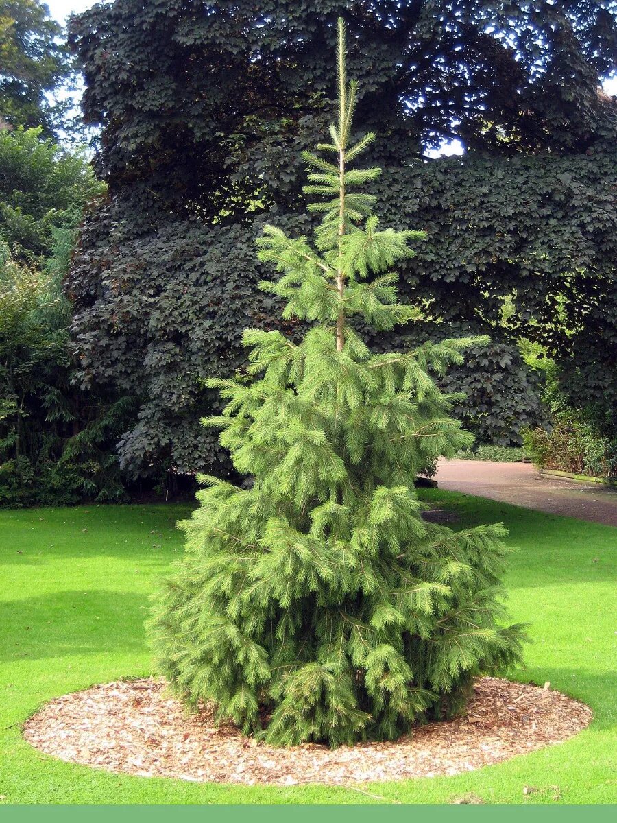 Обыкновенная есль