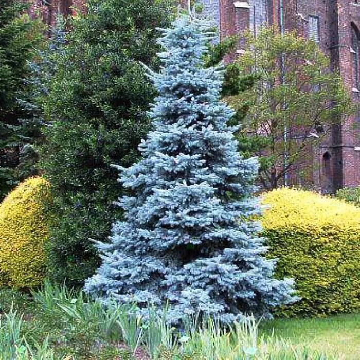 Колючая ель