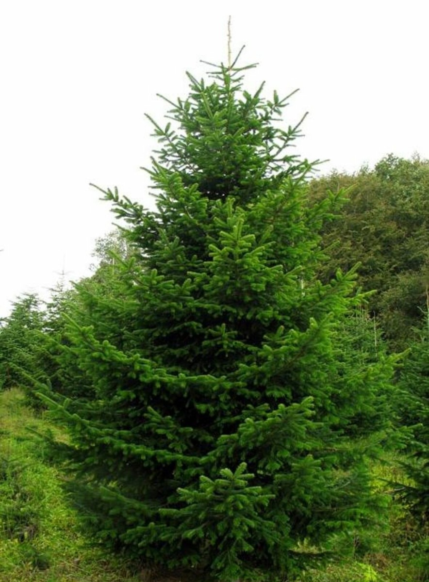 Сибирская ель