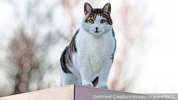     Фото: Allen Eyestone/ZUMA/Global Look Press   
 Текст: Мария Иванова