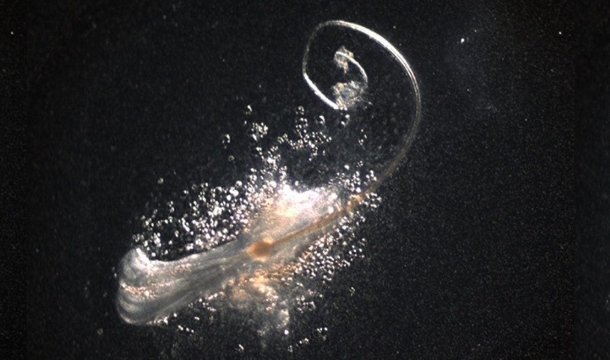    Волосяной фолликул — это не просто трубочка с волосом. Это мини-орган, в котором одновременно работают несколько типов стволовых клеток. Источник изображения: sciencealert.com