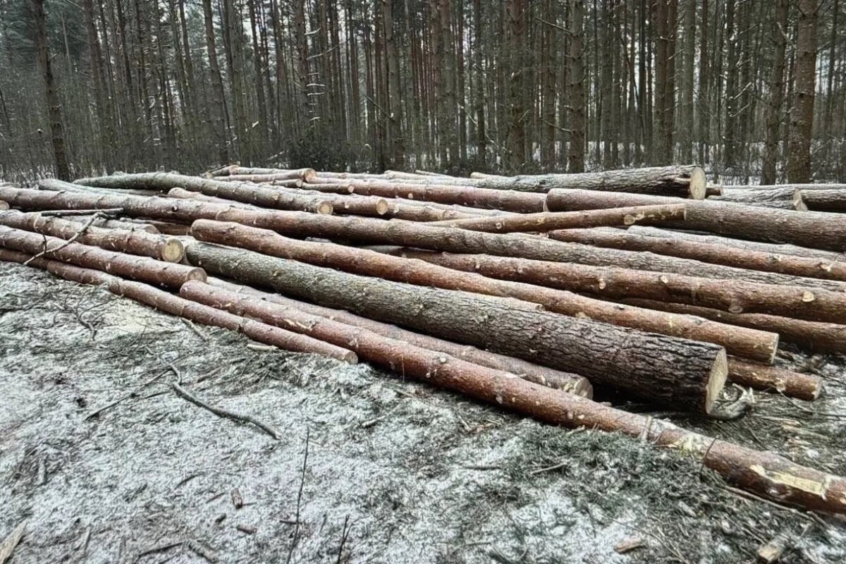    Уголовное дело о незаконной вырубке 196 сосен возбудили в Псковской области