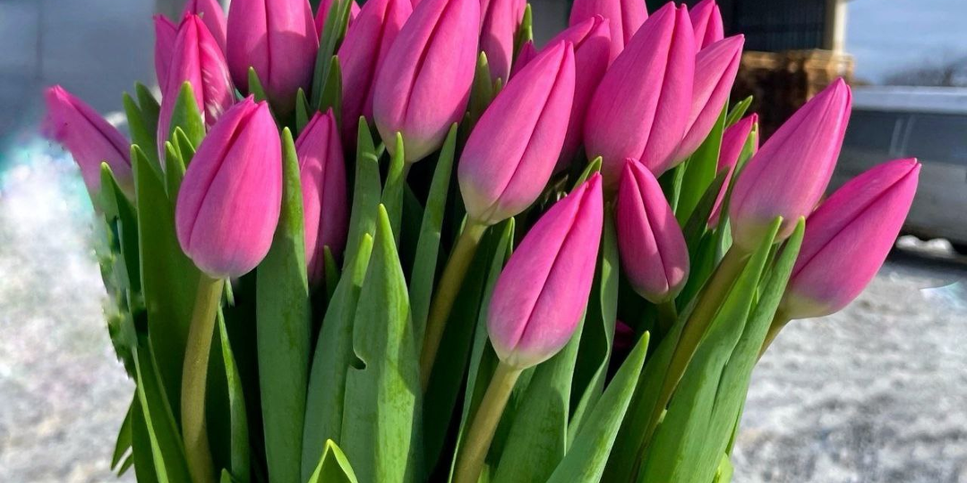 3 тюльпана - 259 рублей, 5 штук - 399: дарить ли женщинам цветы на 8 марта, или ну их, такие букеты