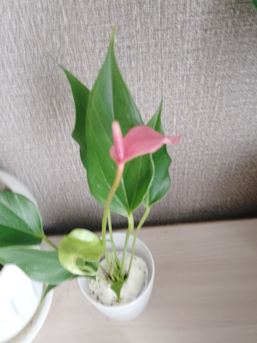 Вот он мой ненаглядный! 