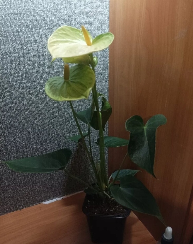 Антуриум Ванилла