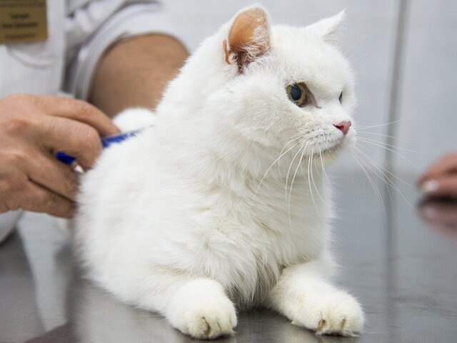    Фото: портал мэра и правительства Москвы/Максим Денисов